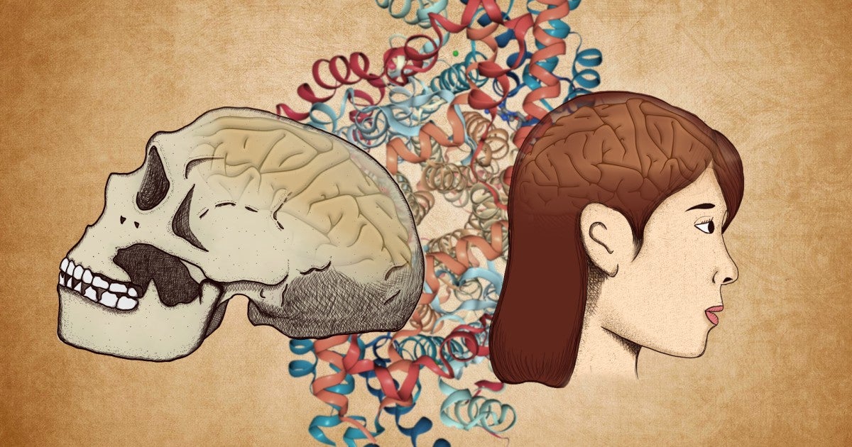 【D1様用】GRILLED HUMAN BRAIN／Horrific Subju This Small Tweak To Brain Chemistry May Have Given Homo Sapiens